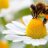 Apis